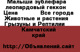 Малыши эублефара ( леопардовый геккон) › Цена ­ 1 500 - Все города Животные и растения » Грызуны и Рептилии   . Камчатский край